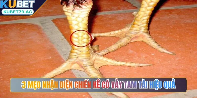 3 mẹo nhận diện chiến kê có vảy tam tài hiệu quả