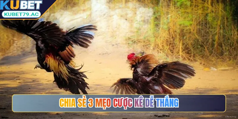 Chia sẻ 3 mẹo cược kê dễ thắng
