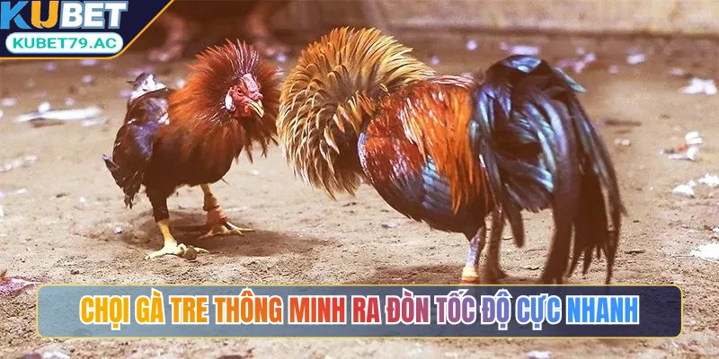 Chọi gà tre thông minh ra đòn tốc độ cực nhanh