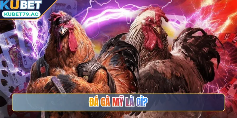 Đá gà Mỹ là gì?