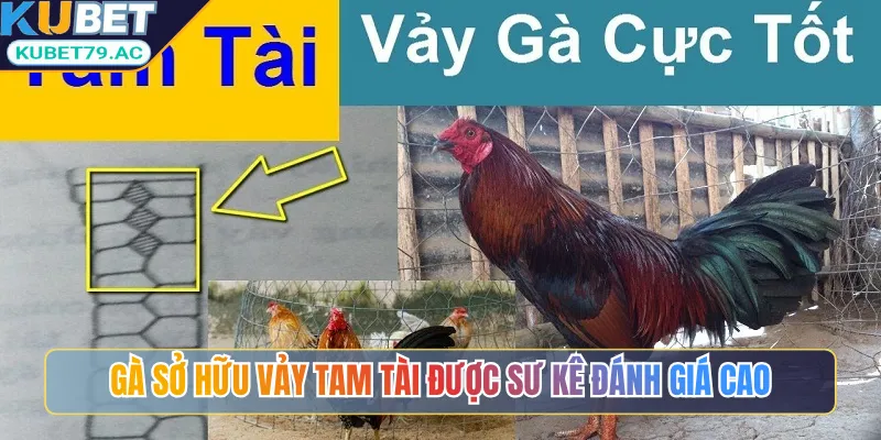 Gà sở hữu vảy tam tài được sư kê đánh giá cao