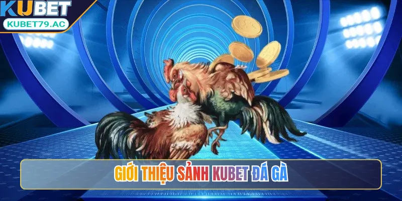 Giới thiệu sảnh Kubet đá gà