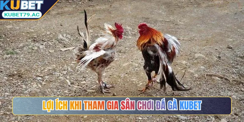 Lợi ích khi tham gia sân chơi đá gà Kubet