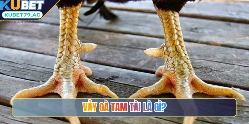 Vảy gà tam tài là gì?