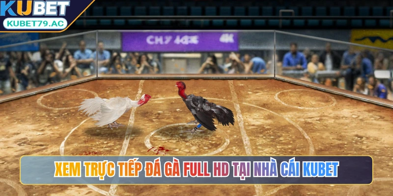 Xem trực tiếp đá gà full HD tại nhà cái Kubet